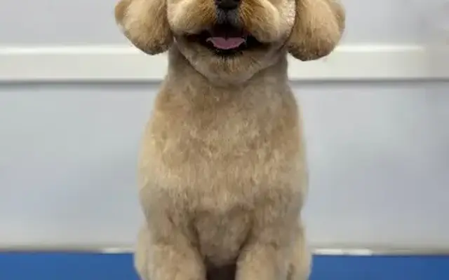 Leidy's Happy Tails, LLC in Alpharetta, GA