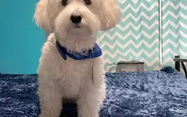 Prestige Pet-Sitting Agencies, LLC in Blacksburg, VA