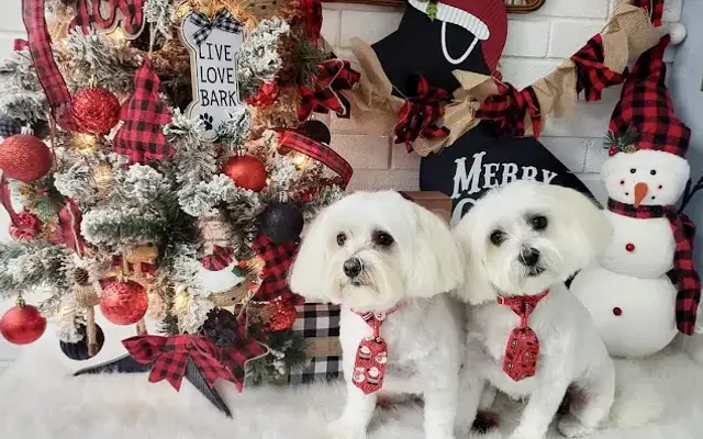 Diamond Collar Grooming in Royse City, TX