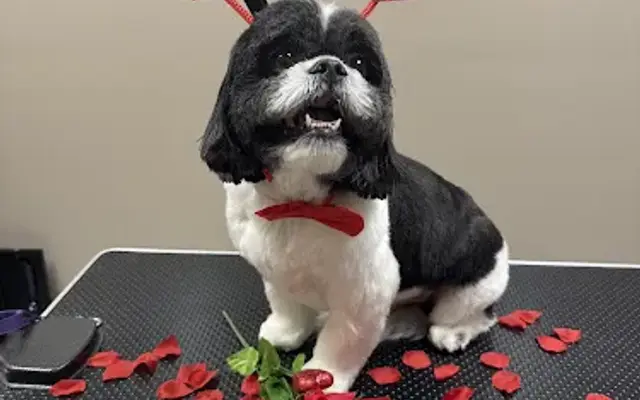 The Pristine Pooch Grooming in East Rochester, NY