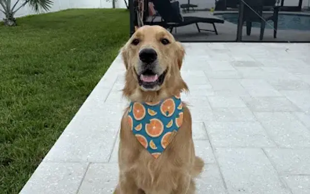 The Sandy Paw Pet Spa in Palm Harbor, FL