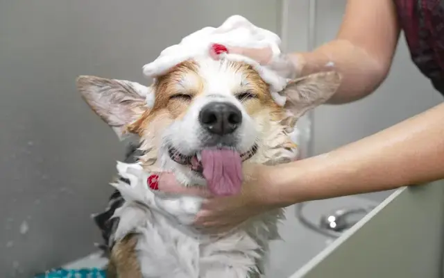 Champ & Charlie's Grooming Salon in Coconut Creek, FL