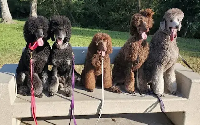 Pink Poodle Grooming in Menifee, CA