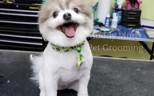 Muddy Mutts Pet Grooming in Austin, TX