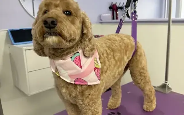 The Peaceful Pooch Grooming Co. in Wellesley, MA