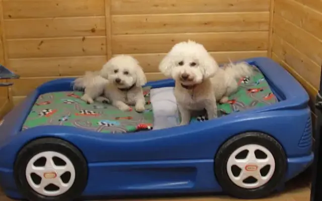 Fuzzypups! A Resort & Spa for Small Dogs in Parker, CO