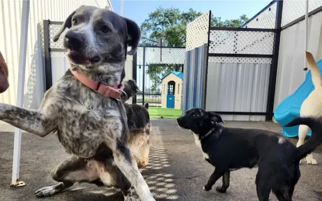 Bellaire Pet Lodge in Houston, TX