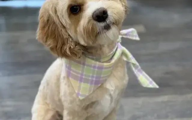 Furtique Dog Grooming in Mentor-On-The-Lake, OH