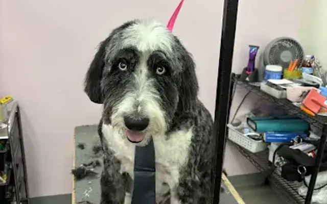 Shampoodle Pet grooming in Prescott Valley, AZ