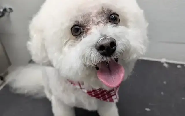 Groovy Grooming Mobile PET SALON in Eugene, OR