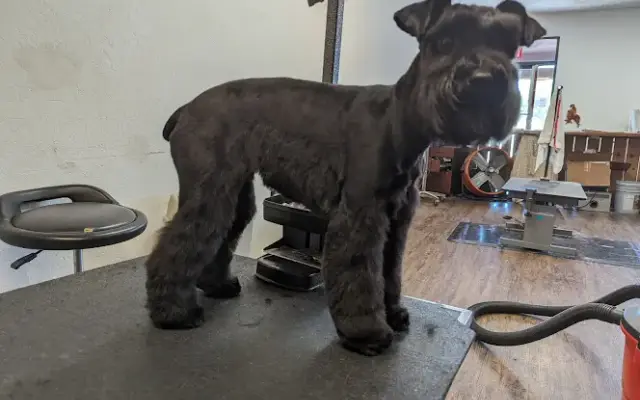 Grooming Unlimited in Palo Cedro, CA