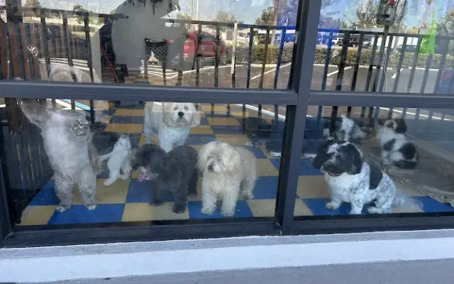 Nancy's Pet Boutique in Bradenton, FL