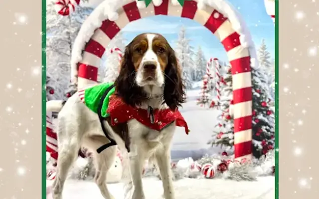 Tolonen Family Pet in Farmington, MI