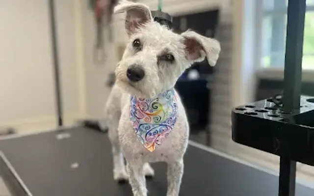 The Grooming Pawlor in East Bridgewater, MA