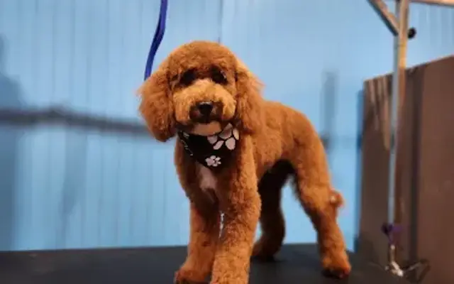 Fur purrfect grooming llc in Cleveland, TX
