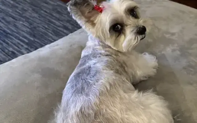 A J's Pet Shop & Grooming in Sherman Oaks, CA