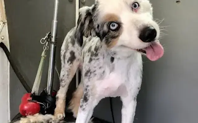 Naturally Shear Heaven Mobile Pet Grooming in Manhattan Beach, CA
