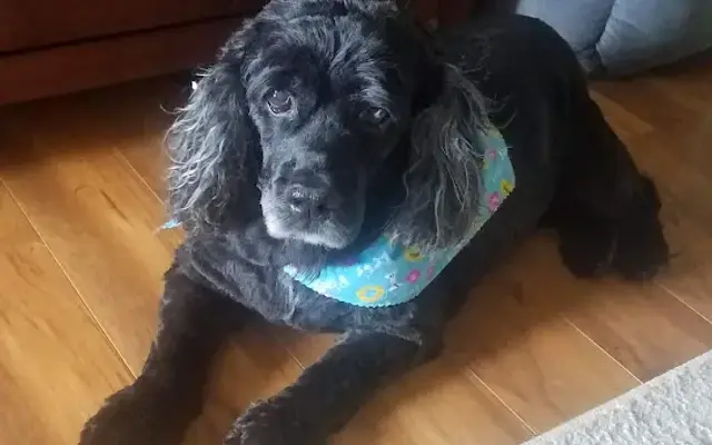 Prefurred Dog Grooming & Boarding in Somerset, KY