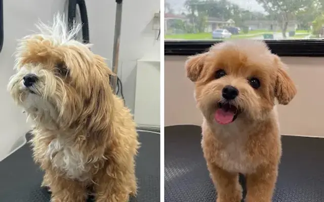 LOVINGPAWS PET SERVICES LLC in Miami, FL