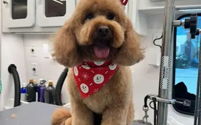 Beauty Pet Mobile Spa in Westport, CT