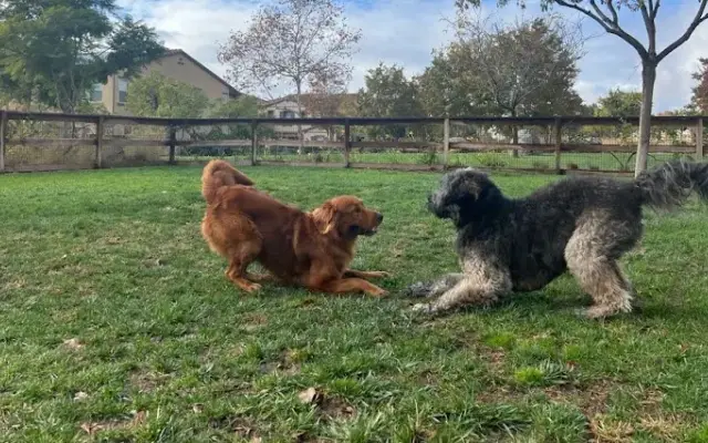 Dogs On The Run in Tucson, AZ