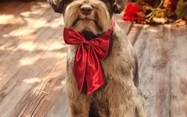 Fuzzy Butts Dog Grooming in Bonaire, GA