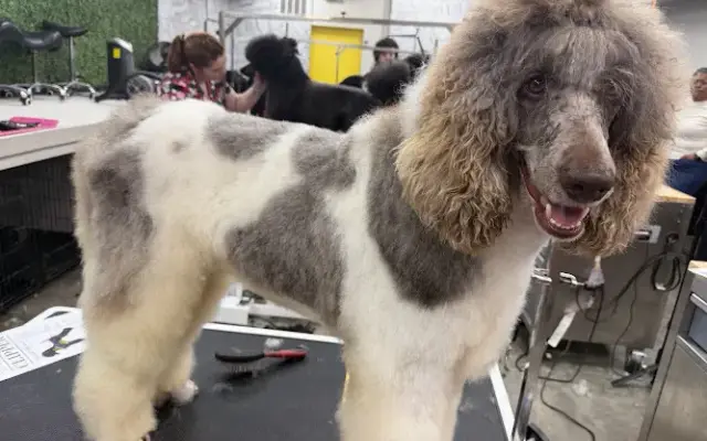 Tickled Pink Pets Mobile Spa in Greensboro, NC