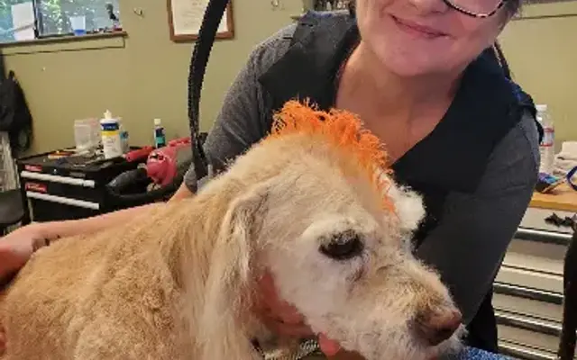 Paw Spa in Grass Valley, CA