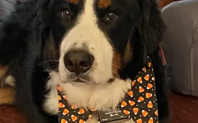 Saxonburg Kennels, LLC in Saxonburg, PA