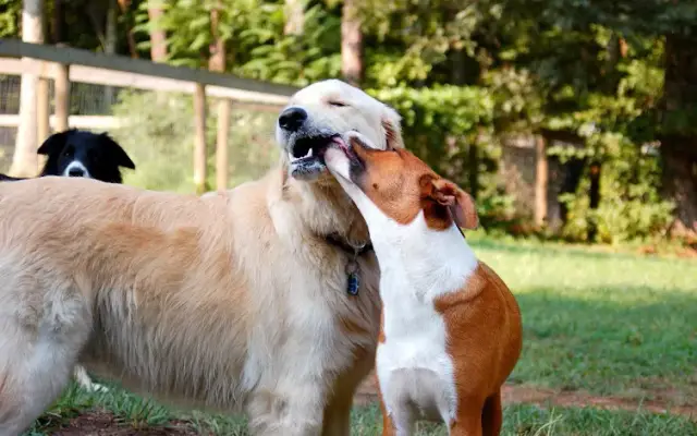 Canine Country Inc in Barboursville, VA