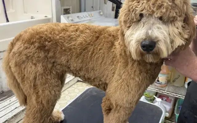 J's Furrr Babies Dog and Cat Grooming in West Covina, CA
