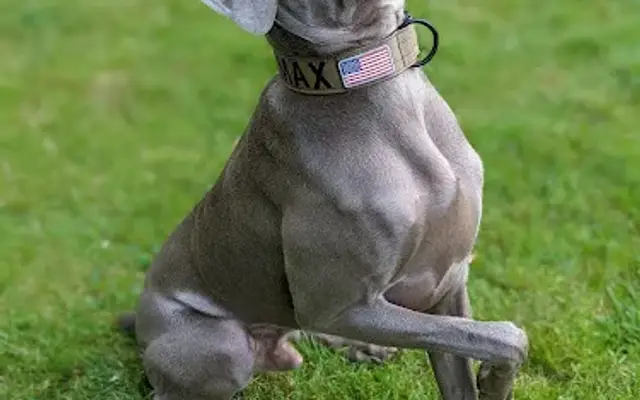 Maxfield Pet Resort in Meadville, PA