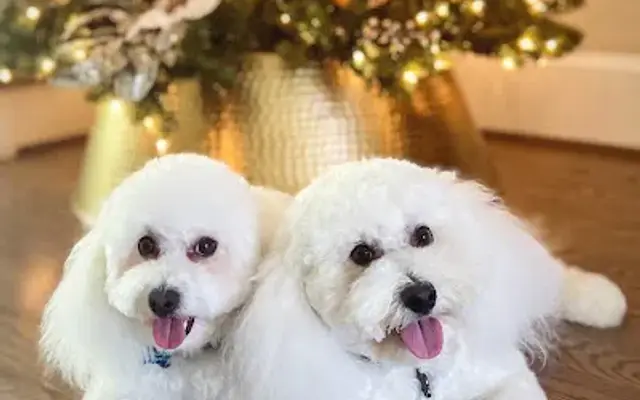 Bella Chow Dog Grooming in New Orleans, LA