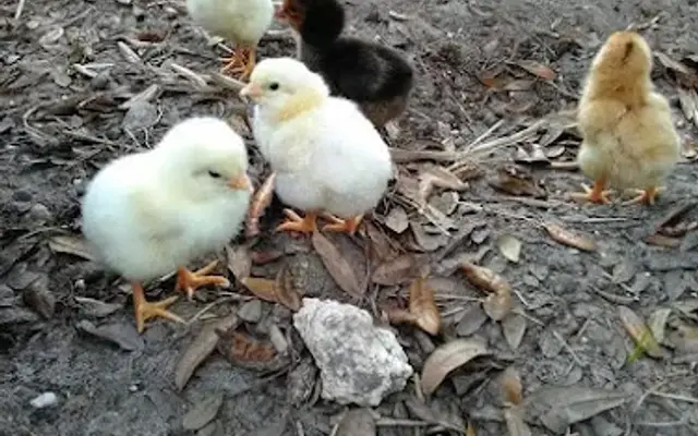The Carver Farm in Wellborn, FL