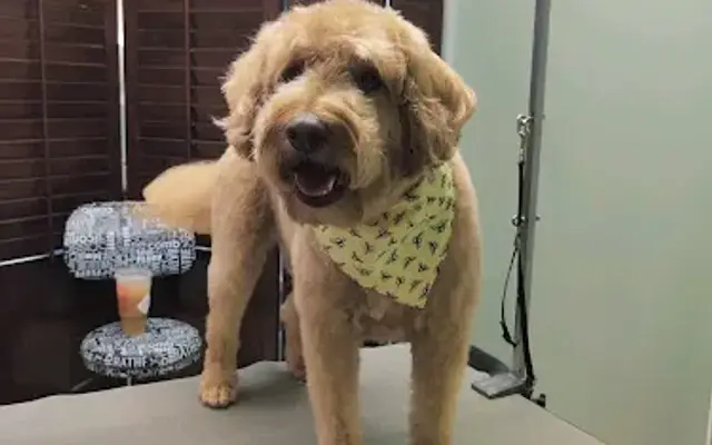 Poochie Cuts in Mountain Top, PA