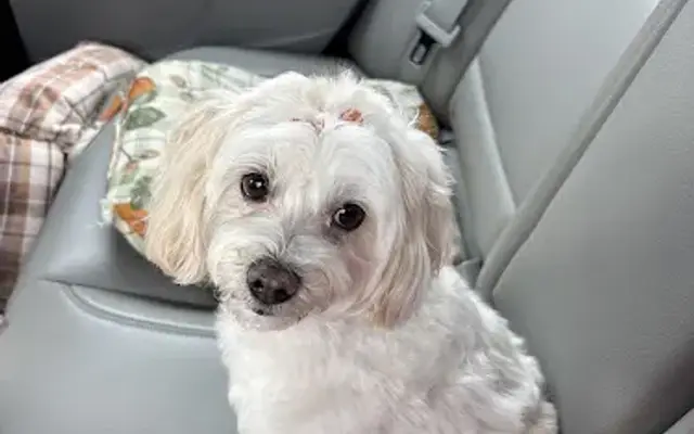 Dog Grooming of Winder in Winder, GA