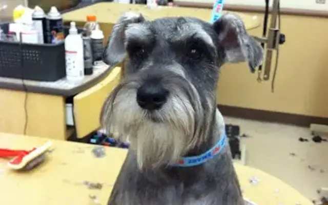 Dirty Dogs Moblie Grooming in Mandeville, LA