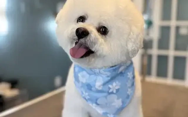 JenniFUR’s grooming by design in Somersworth, NH