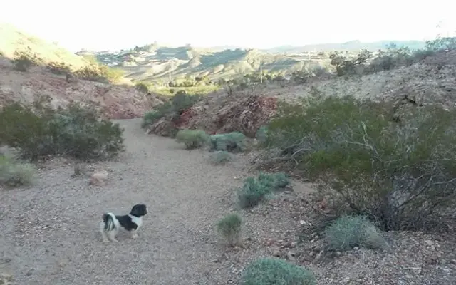 Jessica's Pet Affection in Pahrump, NV