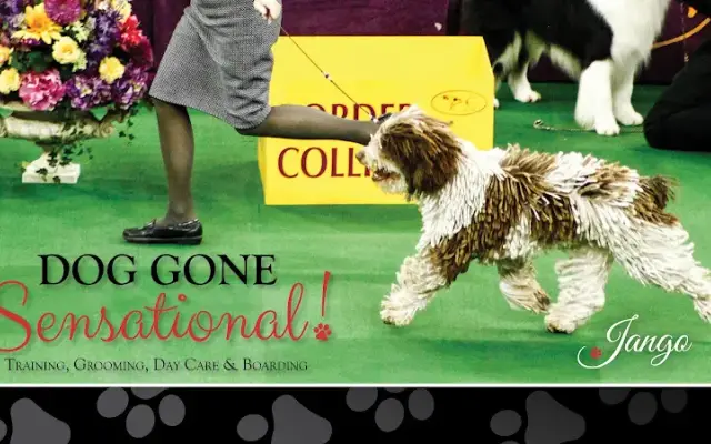 Dog Gone Sensational in Ridgeland, SC