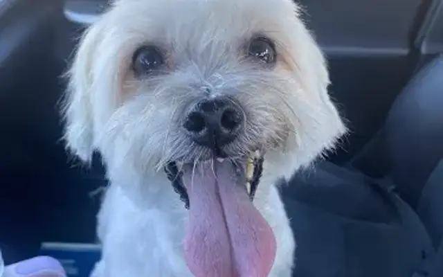 PetSmart Grooming in Leesburg, VA