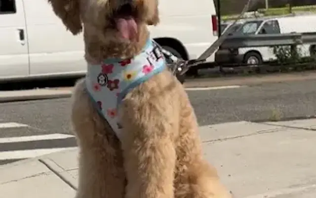 Abriluxe Grooming - Mobile Pet Grooming Service in Farmingville, NY