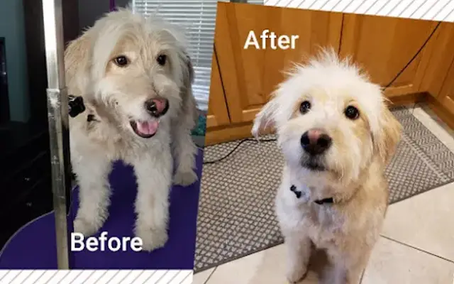 Sunny Paws Pet Wash LLC in Port St. Lucie, FL