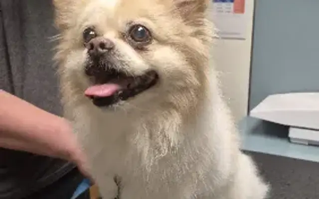 VCA French Creek Animal Hospital in Pottstown, PA