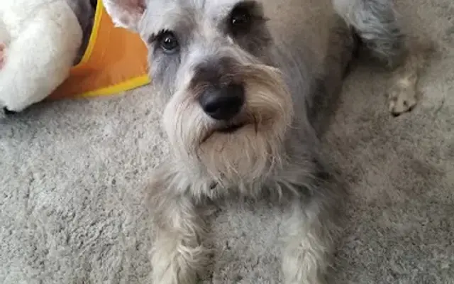 Valley Dog Grooming in Hemet, CA