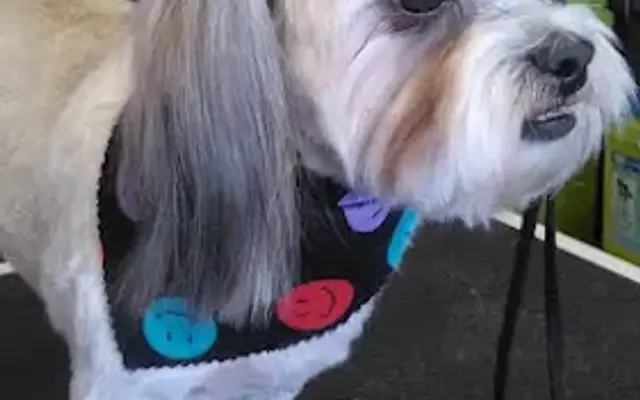Doggie Designs in Springfield, MO
