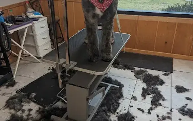 Canine Cuts and Clips in Midland, MI