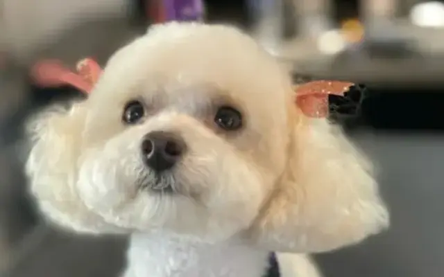 House of Furs Grooming Lounge in Temple, TX
