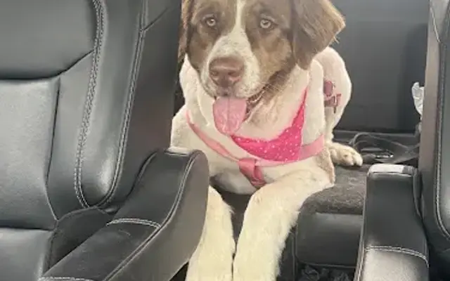 Tiffany's Pet Spa in Versailles, KY