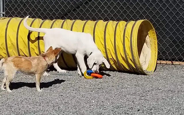 Doggy Come Play: Daycare in Burlington, WA